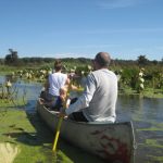 Canoe trail at Reelfoot Lake