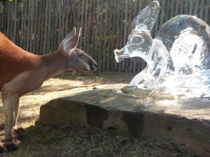 An Ice Sculpture from Ice Day 2014 (Photo by Amanda Duke and courtesy of Nashville Zoo)