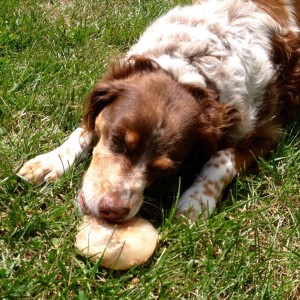 Aggie and the Ice Treat