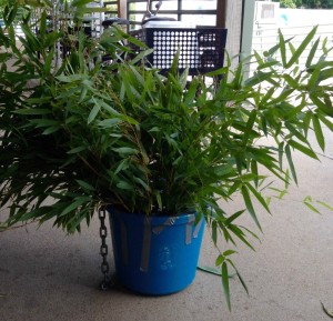 This hanging ice treat (with bamboo) is for the giraffes and ready to freeze!