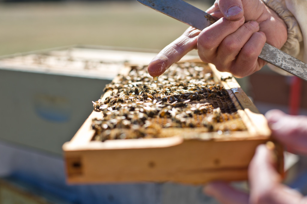 frame of bees