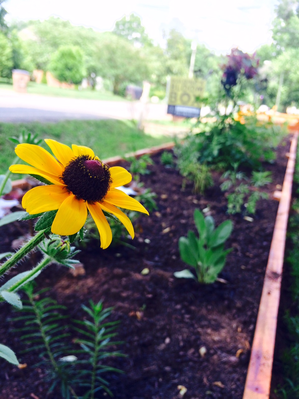 sample garden 2