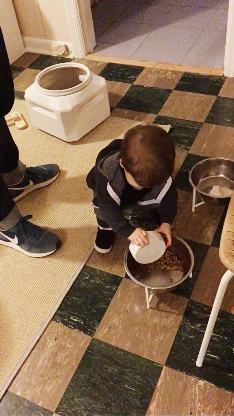 Holden Dog Food toddler helpful