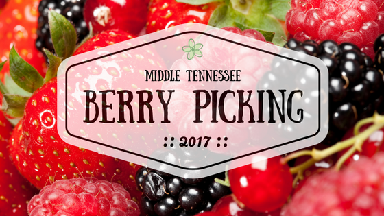 berry picking tennessee