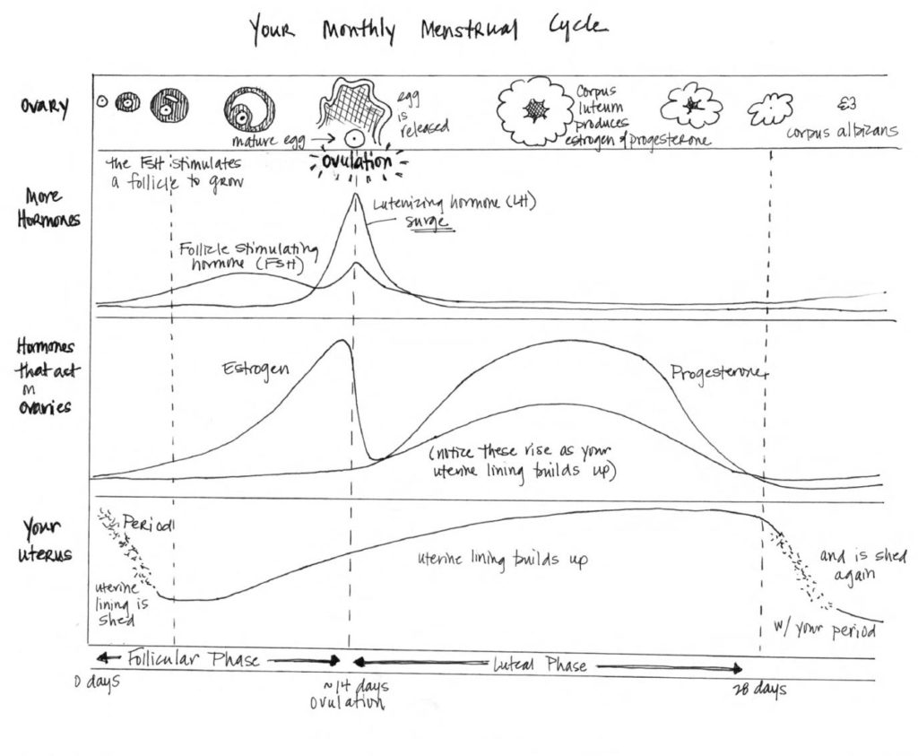 let-s-talk-about-family-planning-part-1-your-menstrual-cycle-explained