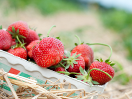 Berry Picking in Middle Tennessee and Nashville Area
