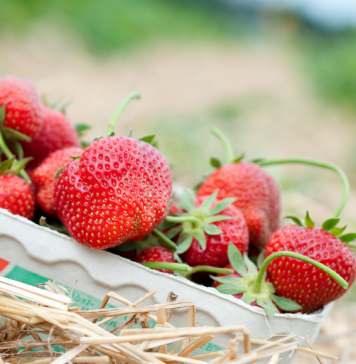 Berry Picking in Middle Tennessee and Nashville Area