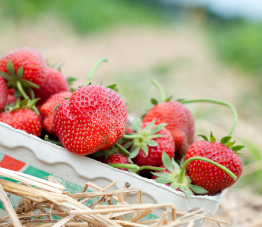 Berry Picking in Middle Tennessee and Nashville Area