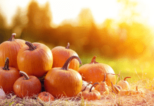 Pumpkin Patch Guide Nashville and Surrounding Areas