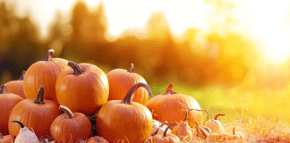 Pumpkin Patch Guide Nashville and Surrounding Areas