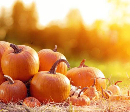 Pumpkin Patch Guide: Nashville and Surrounding Areas Pumpkin Patch Guide Nashville and Surrounding Areas