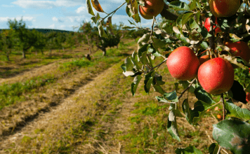 Apple Picking Orchards in the Nashville Area