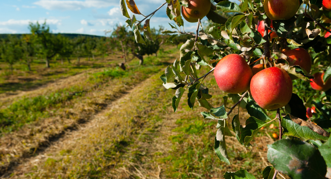 Apple Picking Orchards in the Nashville Area Nashville Moms