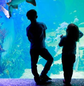 Aquariums in Driving Distance of Nashville