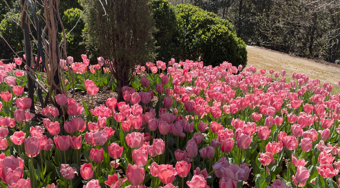 Cheekwood in Bloom