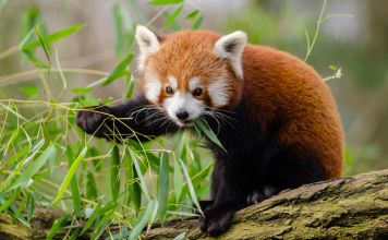 Where To See Animals In and Around Nashville Zoos, Safaris, and Farms