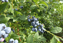 Blueberry Farms Near Nashville