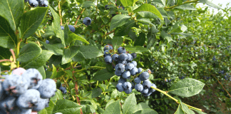 Blueberry Farms Near Nashville