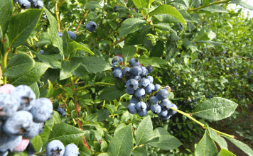 Blueberry Farms Near Nashville