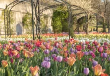 8 Must-Visit Spots to Enjoy Spring in Nashville