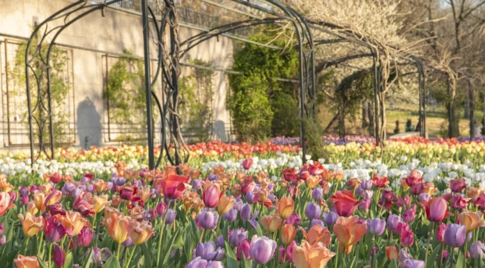 8 Must-Visit Spots to Enjoy Spring in Nashville