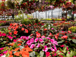 Nashville Area Local Plant Nurseries