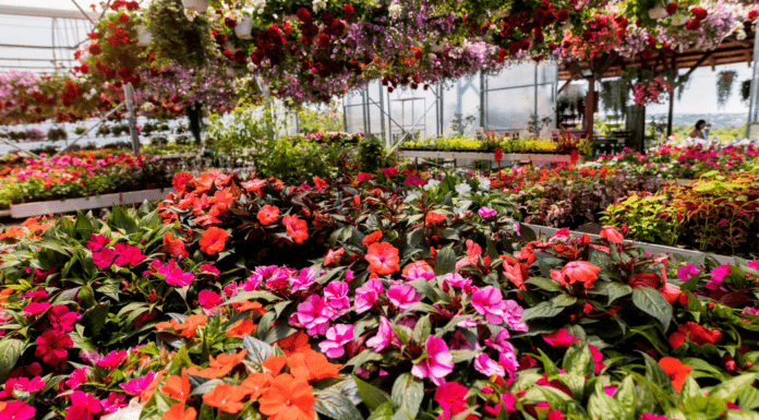 Nashville Area Local Plant Nurseries