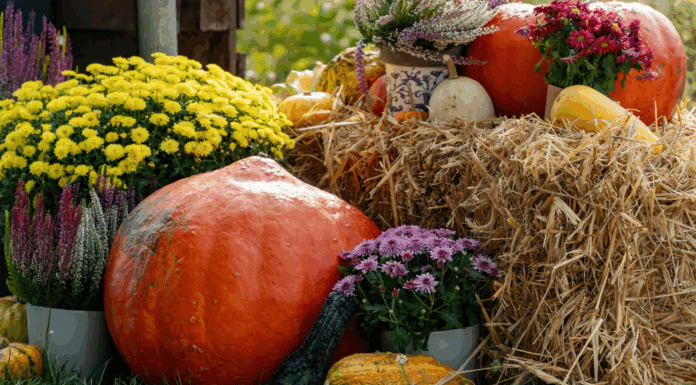 Nashville Fall Bucket List