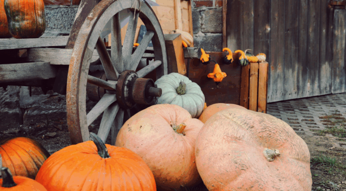Top Nashville Fall Festivals