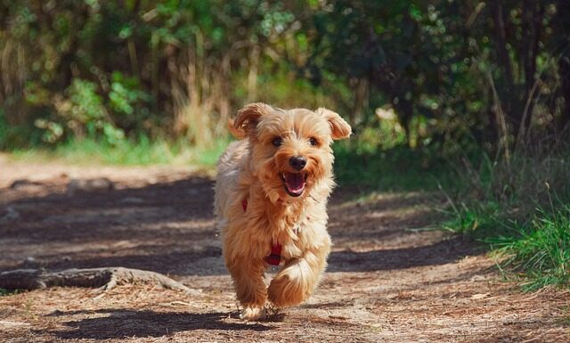 Top Dog-Friendly Spots in Nashville