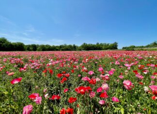 The Best U-Pick Flower Farms in Middle Tennessee