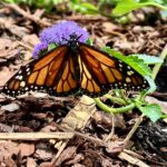 Butterfly garden
